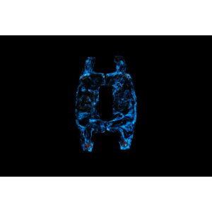 Armaspeed Shift Paddles Carbon Mercedes AMG 2022+ 2